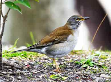 鳥類図鑑・シロハラ